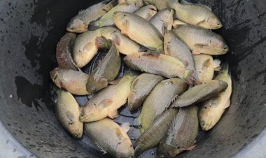 พลิกผืนนาขุดบ่อเลี้ยงปลาหมอเทศขาย สร้างรายได้งามทั้งปี (มีคลิป)